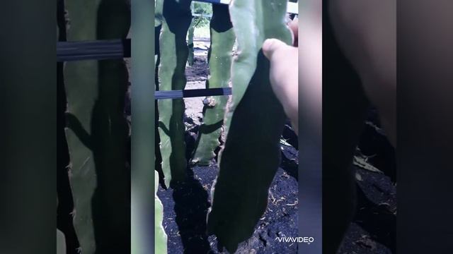 EP 2 : I prepare my dragon fruit plants for grafting ~KEEP MEMO смотреть онлайн