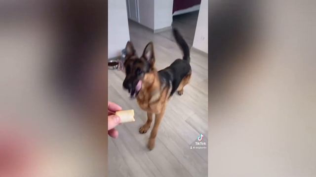 TikTok Наша подборка 240 000 подписчиков Берлин Овчарка Популярная / Дрессировка Собаки / Немецкая смотреть онлайн