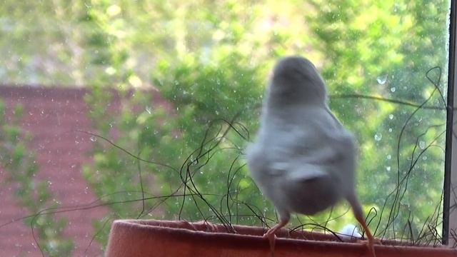 My zebra finches on my lamp 00395 смотреть онлайн