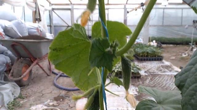 БАДЕ - мегановинка на огуречном рынке! смотреть онлайн