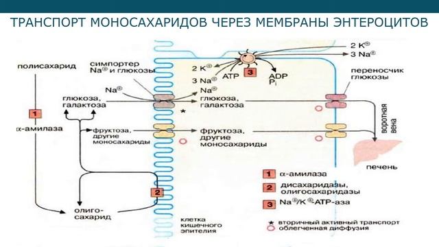 Обмен углеводов (лекция 8)