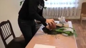 Пересадка амариллиса