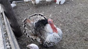 Индюк домашний и индейка бройлерная! Оплодотворение!