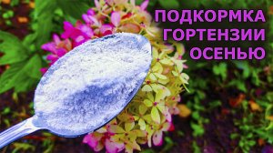 Раскрыт способ подкормки гортензий осенью! После этой подкормки гортензии хорошо зимуют и цветут.
