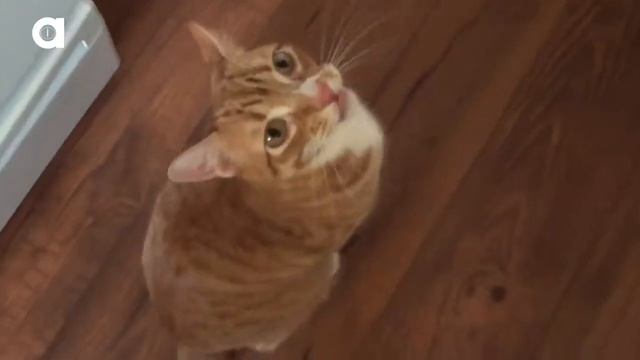 Кошки микс Смешные голоса кошек Прикольные животные для детей смотреть онлайн