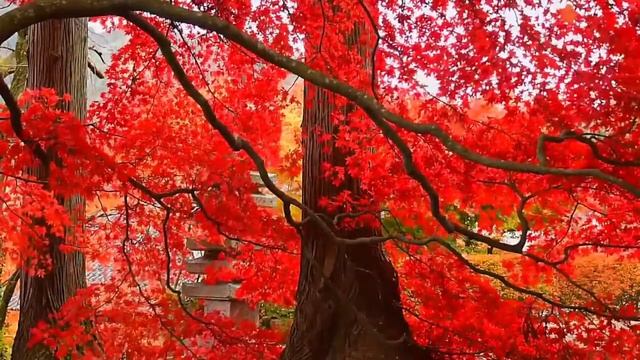 ⛩ Японская этно музыка с нежной бамбуковой флейтой исцеляет душу и тело. Медитация, гармония, релак