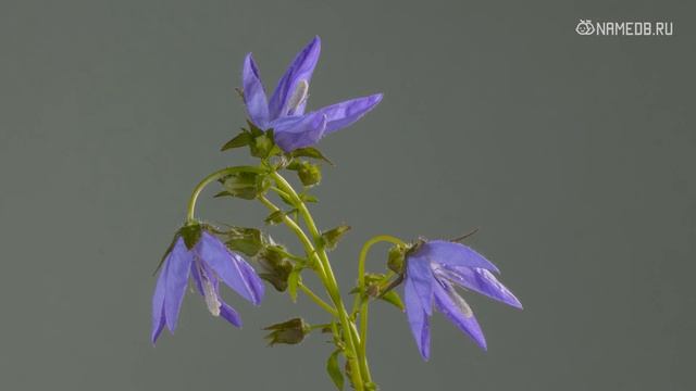 ТОП 5 женских имен с большой удачей смотреть онлайн