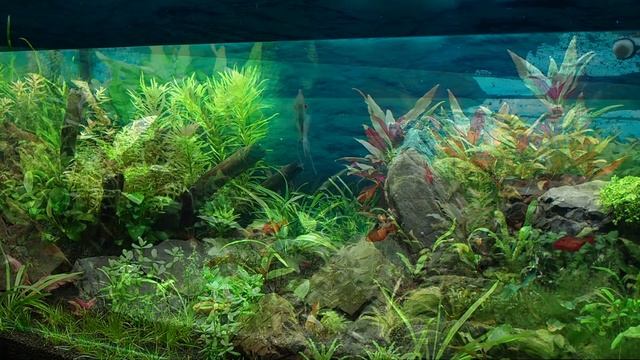 Год жизни аквариума на 180 литров и допущенные ошибки смотреть онлайн