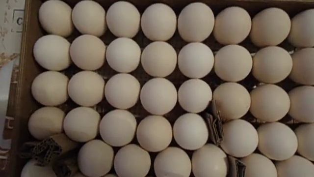 Как выглядит настоящее инкубационное яйцо Росс-308 смотреть онлайн