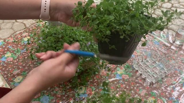 БАКОПА . БЕЗЖАЛОСТНАЯ ОБРЕЗКА! ПОРА!!! смотреть онлайн