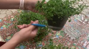 БАКОПА . БЕЗЖАЛОСТНАЯ ОБРЕЗКА! ПОРА!!!