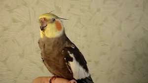 Корелла отравилась