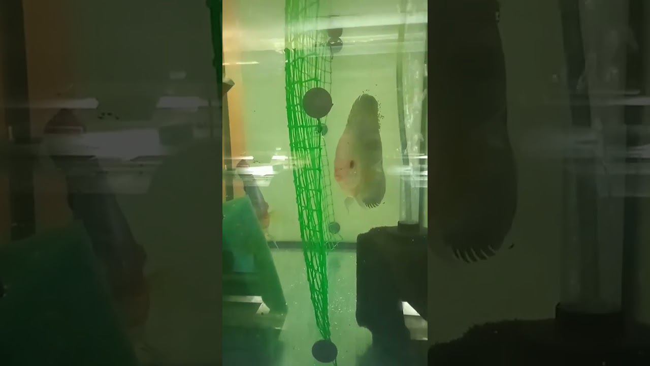 Голубые Алмазы взяли малька #discus #aquarium #shorts смотреть онлайн