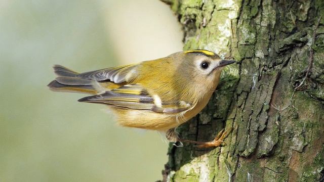 Голоса птиц Как поёт Королёк желтоголовый Regulus regulus.mp4 смотреть онлайн