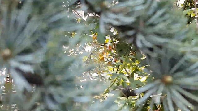 КЕДР ГИМАЛАЙСКИЙ смотреть онлайн