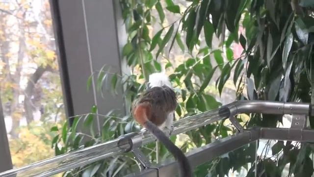 Морской аквариум и зоопарк в Вене|Vienna aqua terra zoo| HAUS des MEERES|HelenLin1 смотреть онлайн