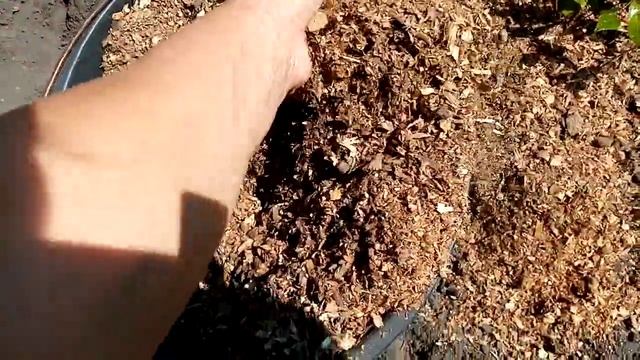 ГОЛУБИКА. Подкормка и Уход за ГОЛУБИКОЙ в Августе Месяце. 15 августа 2021г. смотреть онлайн
