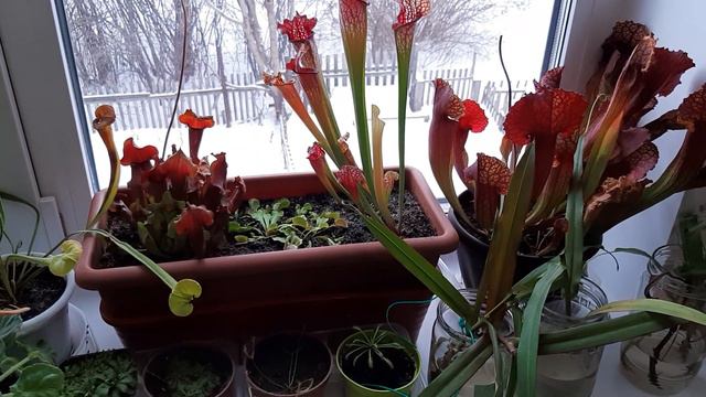 Укоренение непентеса ( как выгледят черенки спустя 2 месяца) смотреть онлайн