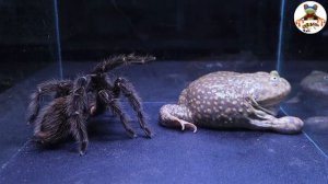 кто выигрывает Паук-охотник против лягушки Hunter spider vs frog Jägerspinne gegen Frosch