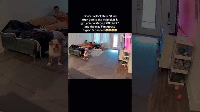 Our little dance #englishbulldog #bulldog #dog #dogshorts #funnydogs #doggo смотреть онлайн