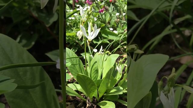 Dodecatheon media 'Alba' смотреть онлайн