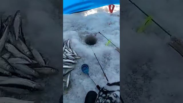 Де-кастри, Лазарев 23.02.2019 смотреть онлайн