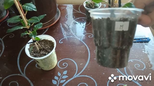 фуксия на штамбе, формировка ( продолжение) смотреть онлайн