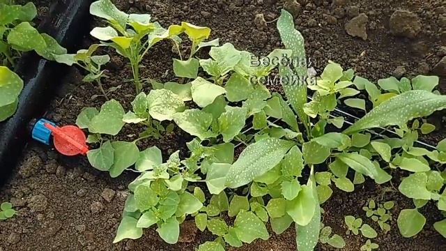 Лазурит. Как обрабатывать сорняки