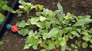 Лазурит. Как обрабатывать сорняки