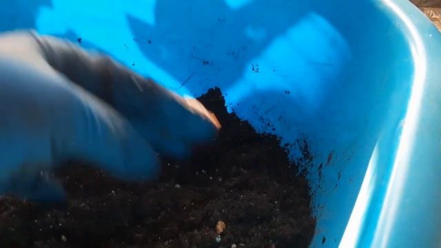 Посев БАКОПЫ. Выращивание БАКОПЫ из семян в условиях квартиры смотреть онлайн