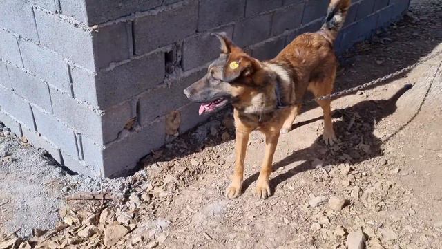 Nomadic Life: The Trial Of Afrin And His Daughters By The People Of Abadi.  Nomadic Life