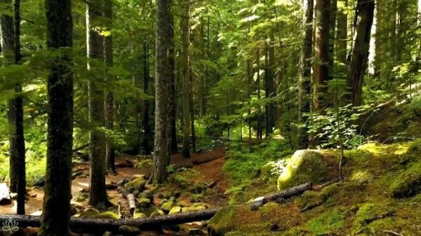 RESTORATION OF THE NERVOUS SYSTEM ? Gentle music, calms the nervous system and pleases the soul