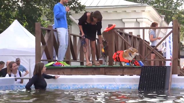 Petshop Days 2022 в Санкт-Петербурге: Прыжки в воду смотреть онлайн
