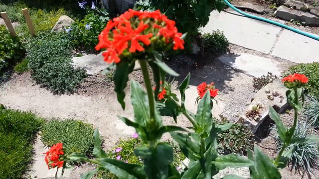 Flower of the day " maltese cross" смотреть онлайн