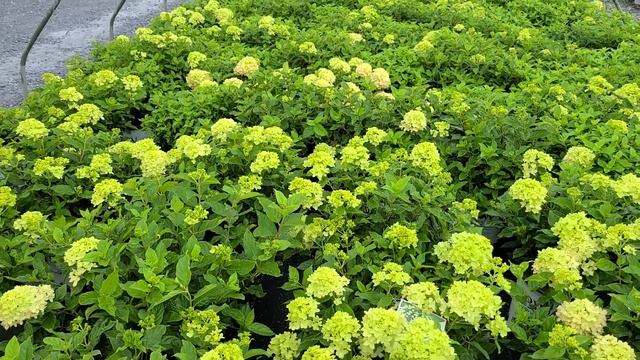 Hydrangea Little Lime® // STUNNING,⭐️POPULAR, Easy To Grow Panicle Hydrangea From Proven Winners®!