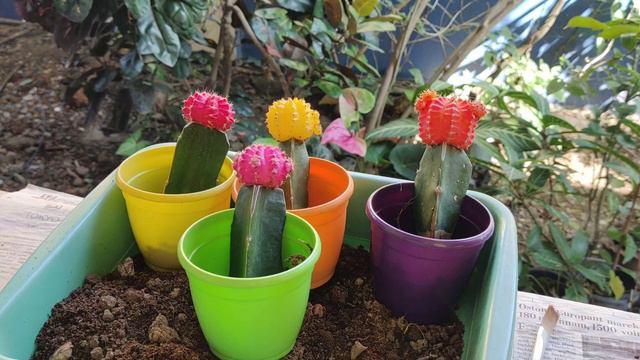 Surprise plant mail | Plant unboxing | birthday gift | Moon cactus | Goa смотреть онлайн