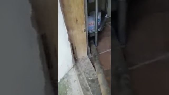 Гадюка в жилом доме смотреть онлайн