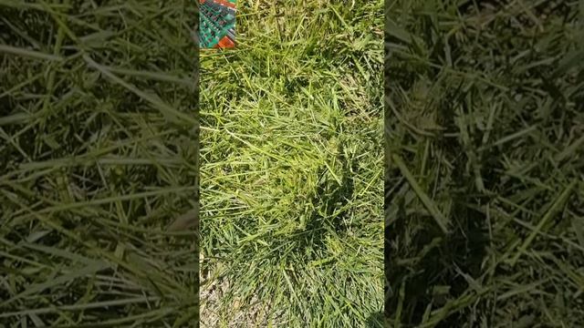 China made remote control brush mower low price for sale, chinese best remote control slope mower смотреть онлайн