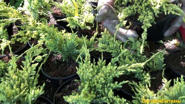 Новые растения для сада.Красивое начало лета. Розы Пионы Хвойные Вейгела в саду. Растения на продаж смотреть онлайн