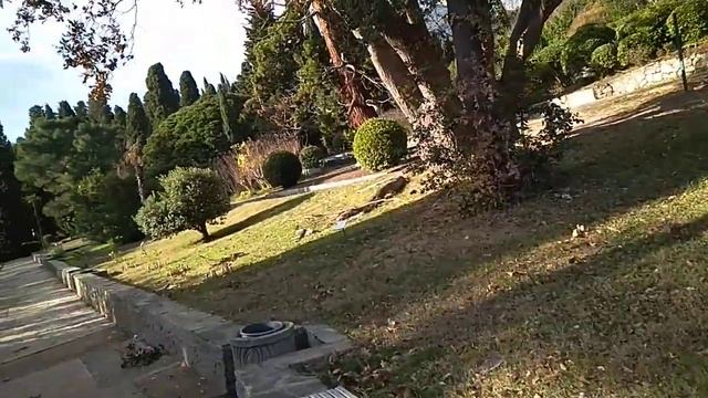 Повреждение Trachycarpus fortunei пальмовым мотыльком (Paysandisia archon) в Воронцовском парке смотреть онлайн