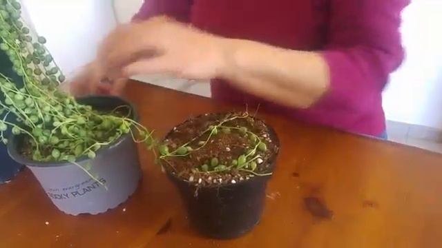 Tespih Çiçeği Nasıl Kolay Köklendirilir / Senecio Rowleyanus смотреть онлайн