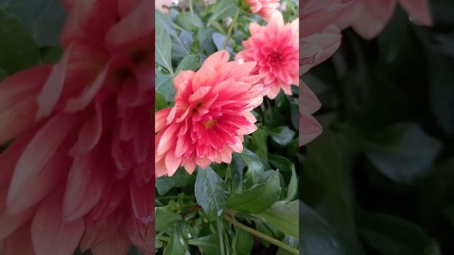 ЭТО ТОЧНО ГЕОРГИНЫ ? DAHLIA смотреть онлайн