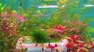 Микрорасбора галактика. Рыбка для маленьких нано - аквариумов. Видео 4K