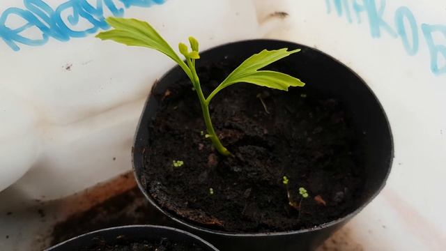 Растение Гинко Билоба Ginkgo Bilŏba