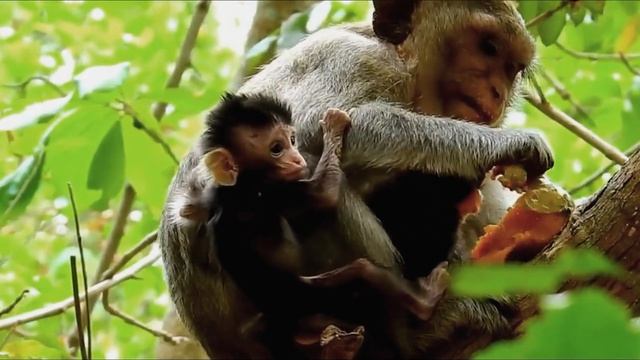 Million sad abandon baby Calvin fell down from high tree,Casi react so fast to save bb on ground смотреть онлайн