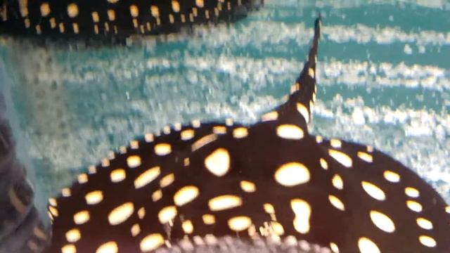 Скат.чёрный бриллиант смотреть онлайн