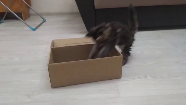 КАК ПРИУЧИТЬ котёнка МЕЙН - КУН к ЛОТКУ!? смотреть онлайн