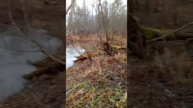 Поиск рогов оленя и заяц беляк смотреть онлайн