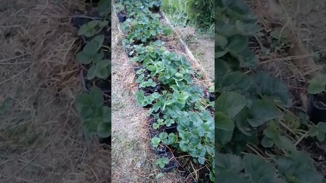 как часто поливать рассаду клубники смотреть онлайн