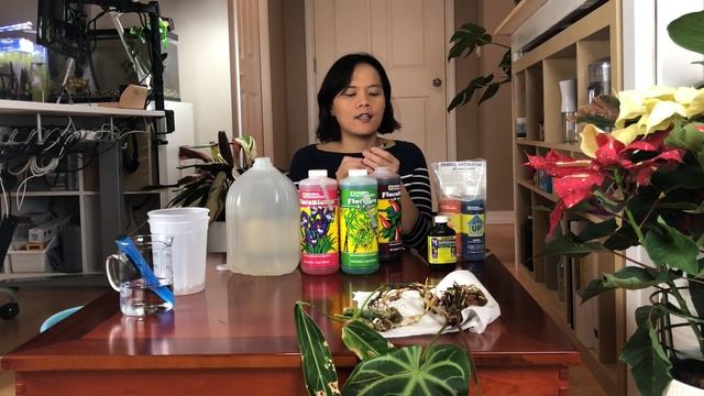 Anthurium Warocqueanum & Magnificum In Semi Hydroponic | Leca Part 3 смотреть онлайн